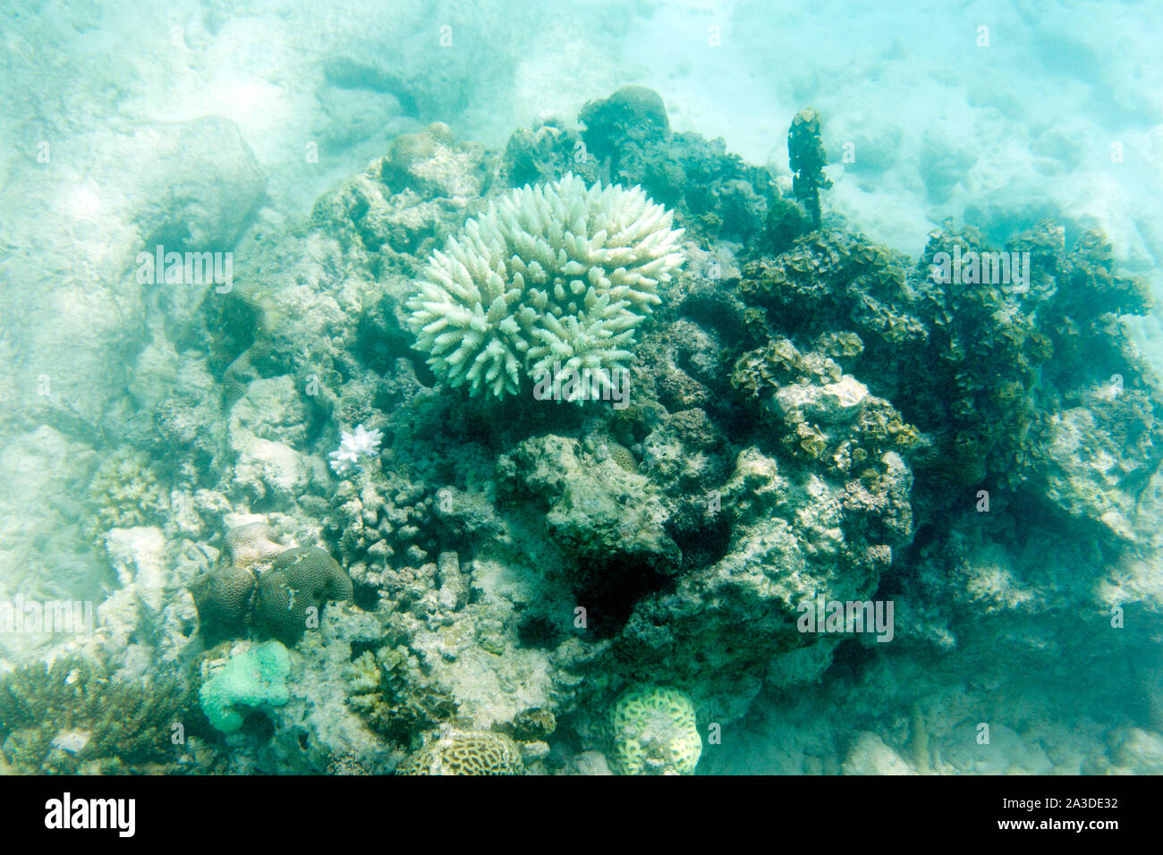 white and endangered corals in Seychelles coral reef Stock Photo - Alamy
