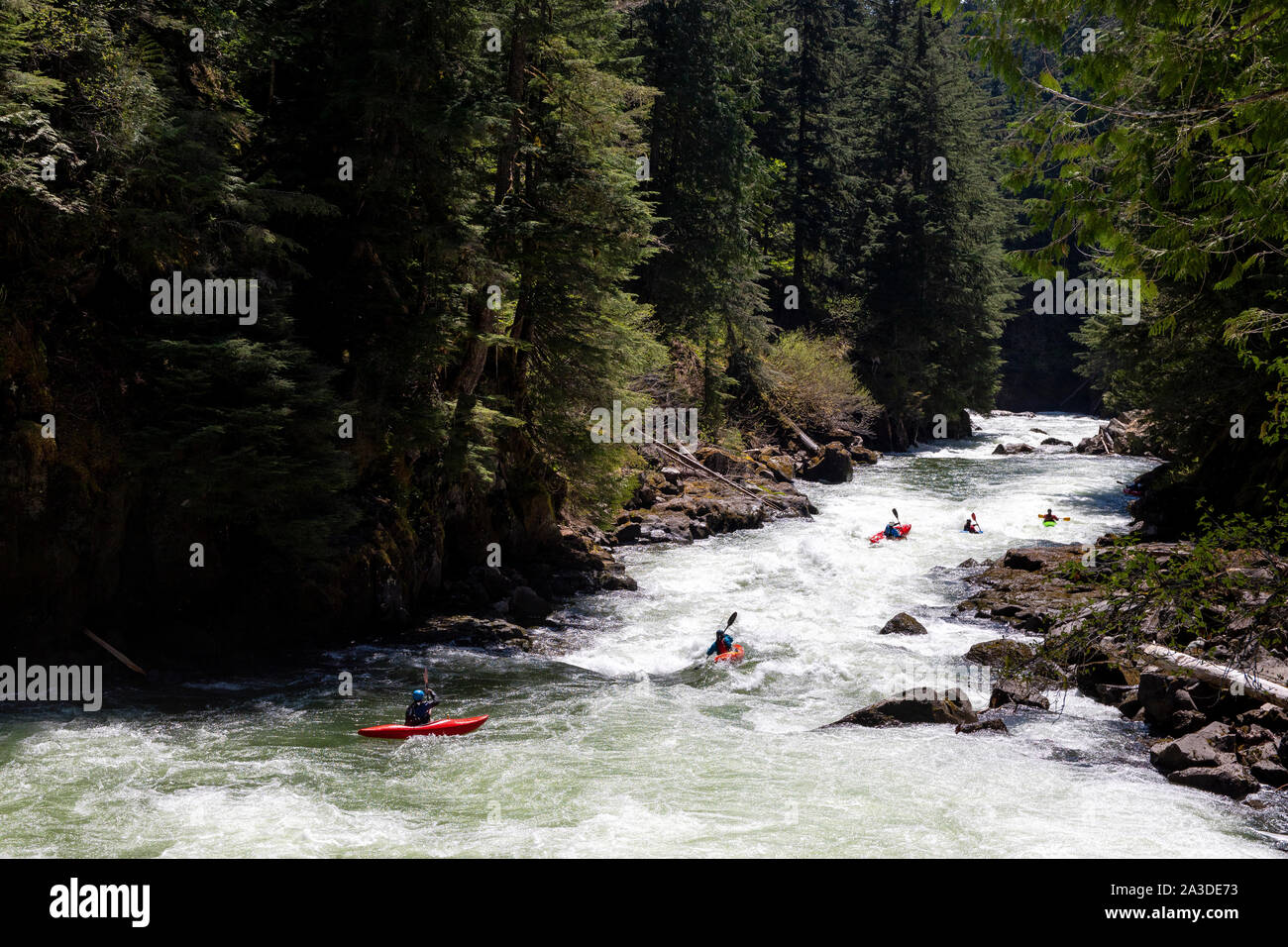 A group of whitewater kayakers paddle down the Callaghan creek together. Stock Photo