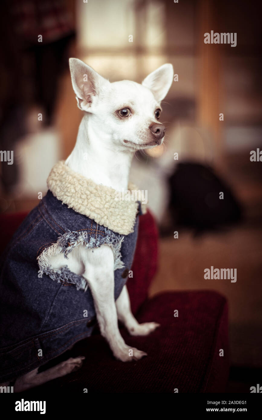 denim jacket for small dog