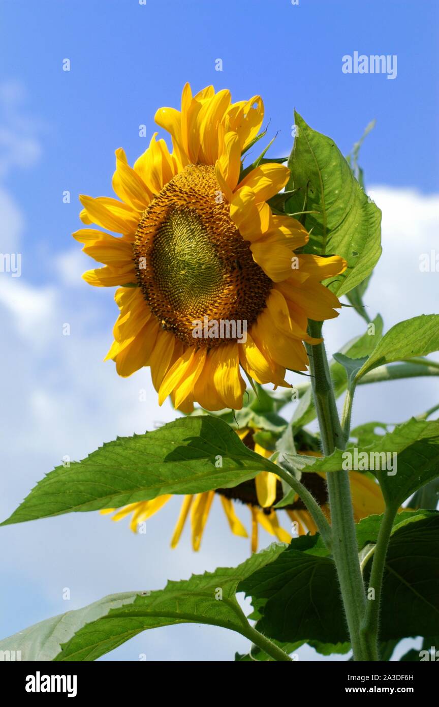 Sunflower, Helianthus annuus, a composite flower Stock Photo