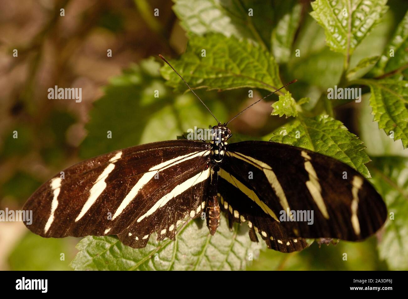 Zebra longwing butterfly, Heliconius charithonia Stock Photo