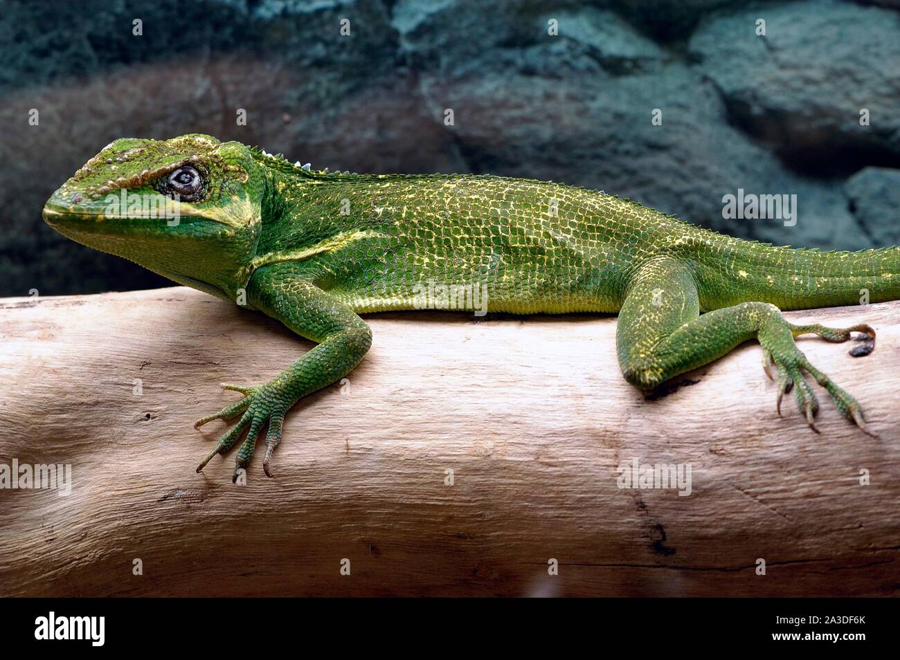 Knight anole, Anolis equestris Stock Photo Alamy