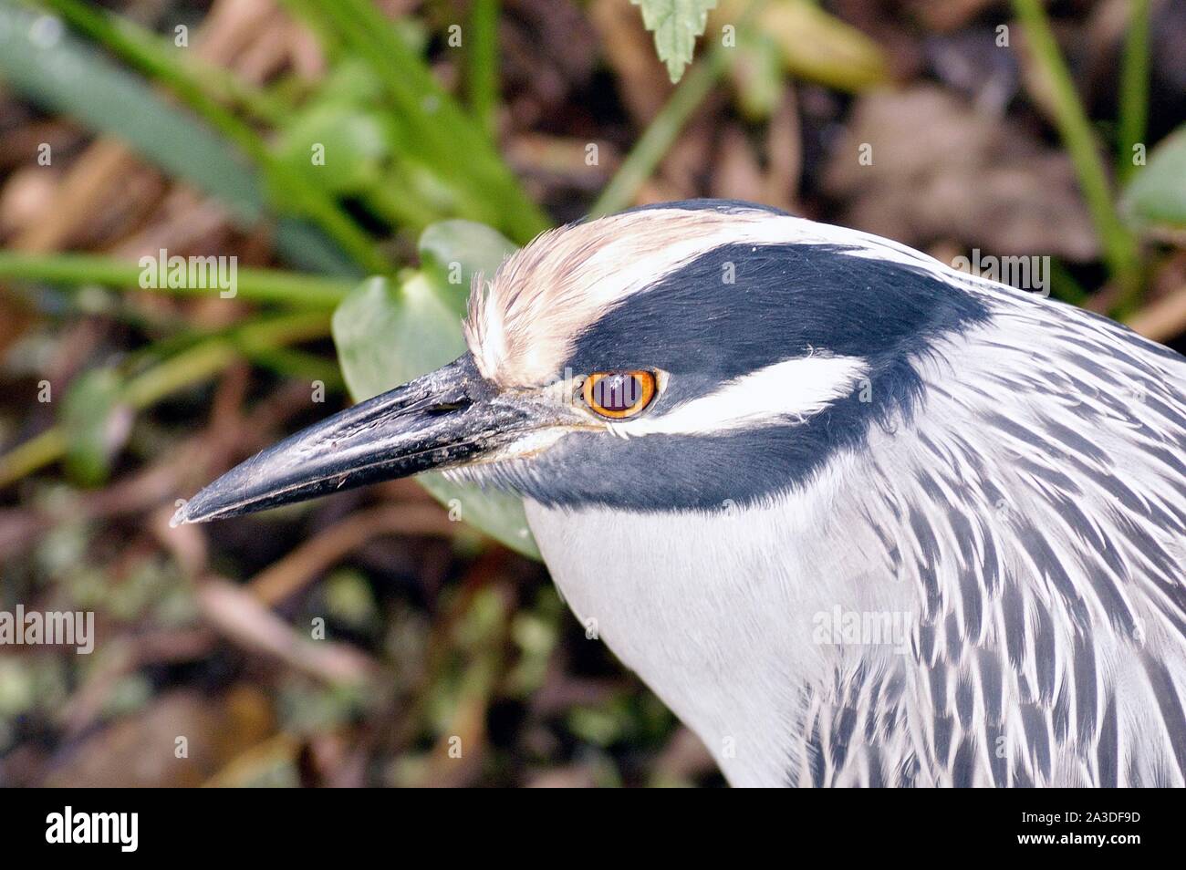 Yellow-crowned Night-Heron, Nyctanassa violacea Stock Photo