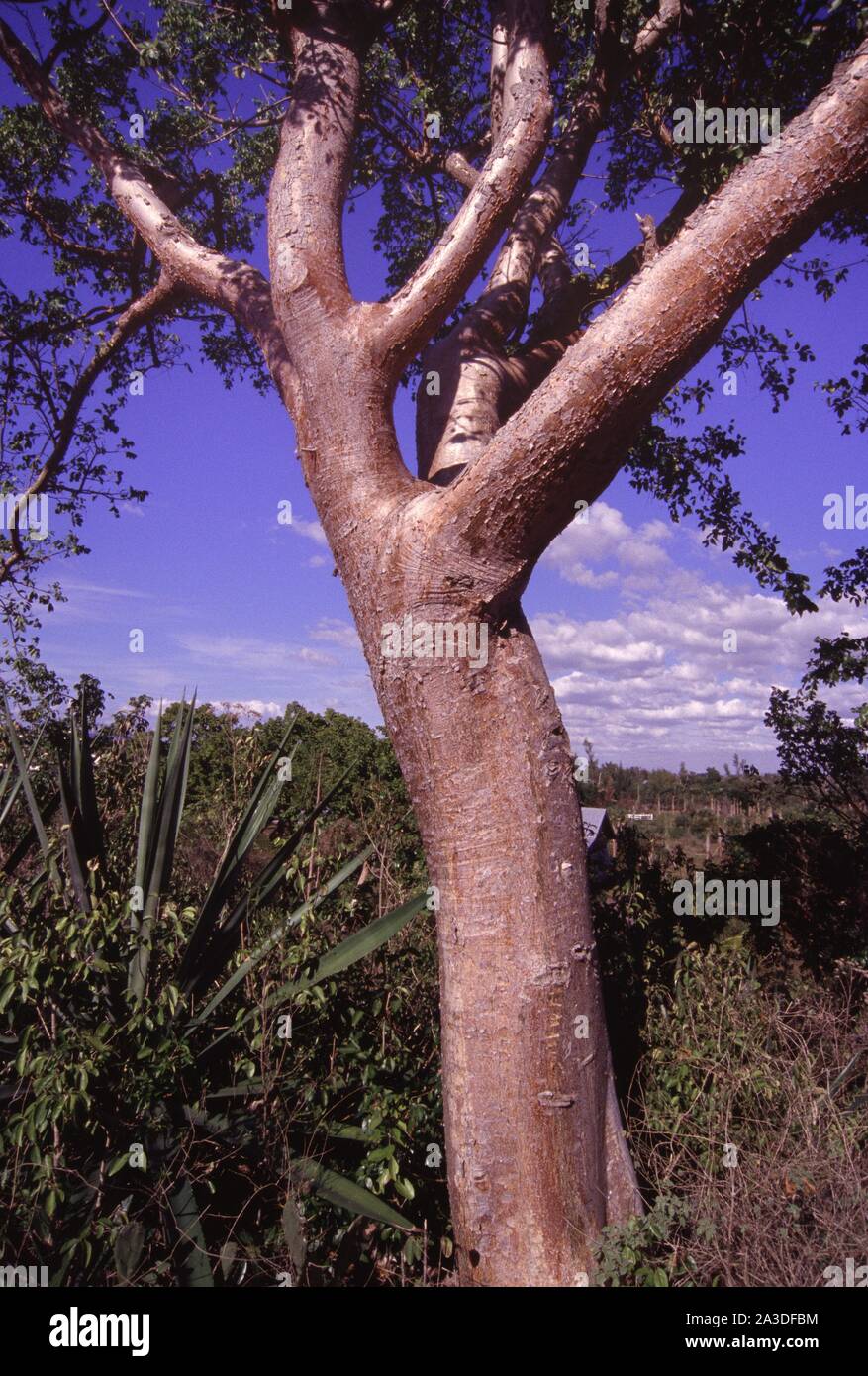 gumbo-limbo tree, Bursera simaruba Stock Photo