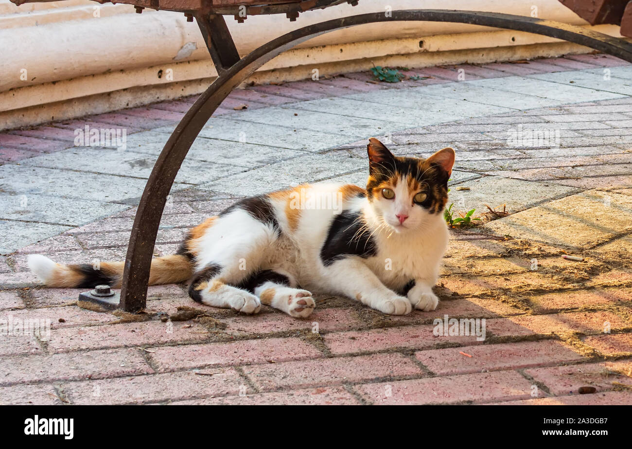 Cats of Malta - stray calico cat lying under the bench lit by evening warm sunlight at Sliema promenade. Stock Photo