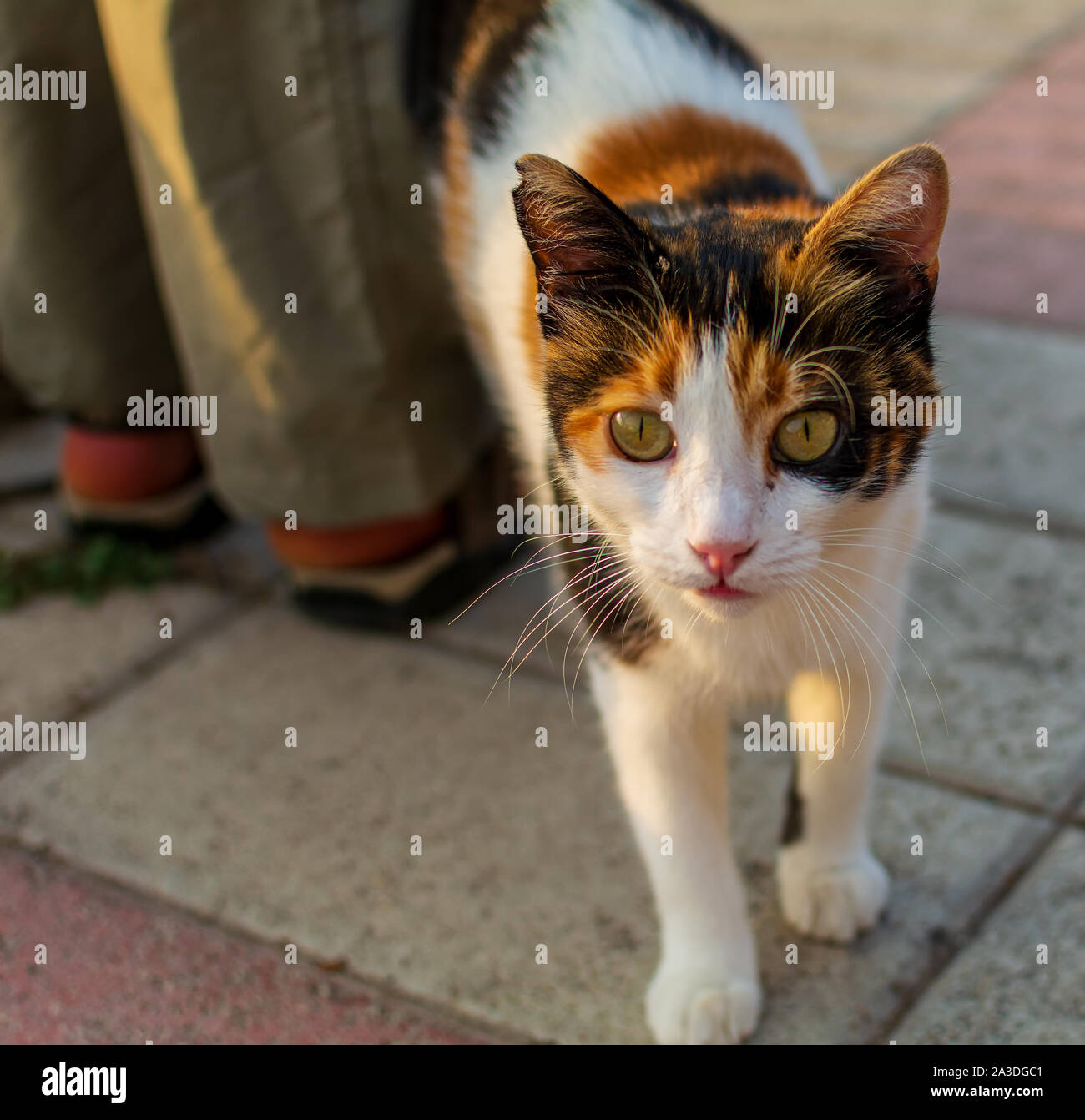 Cats of Malta - stray calico cat fawning upon human at Sliema promenade. Stock Photo