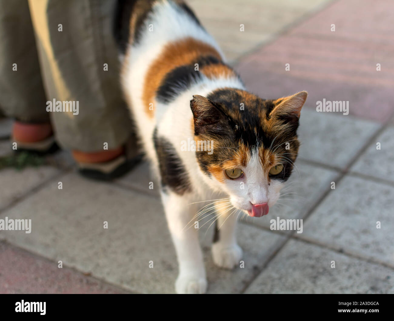Cats of Malta - stray calico cat fawning upon human at Sliema promenade with his tongue out. Stock Photo