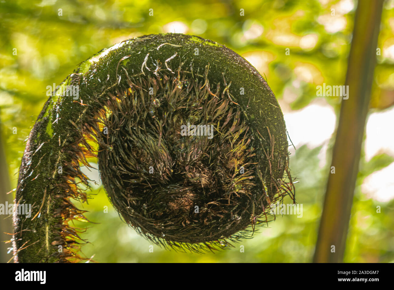 Close up of furled fern frond Stock Photo