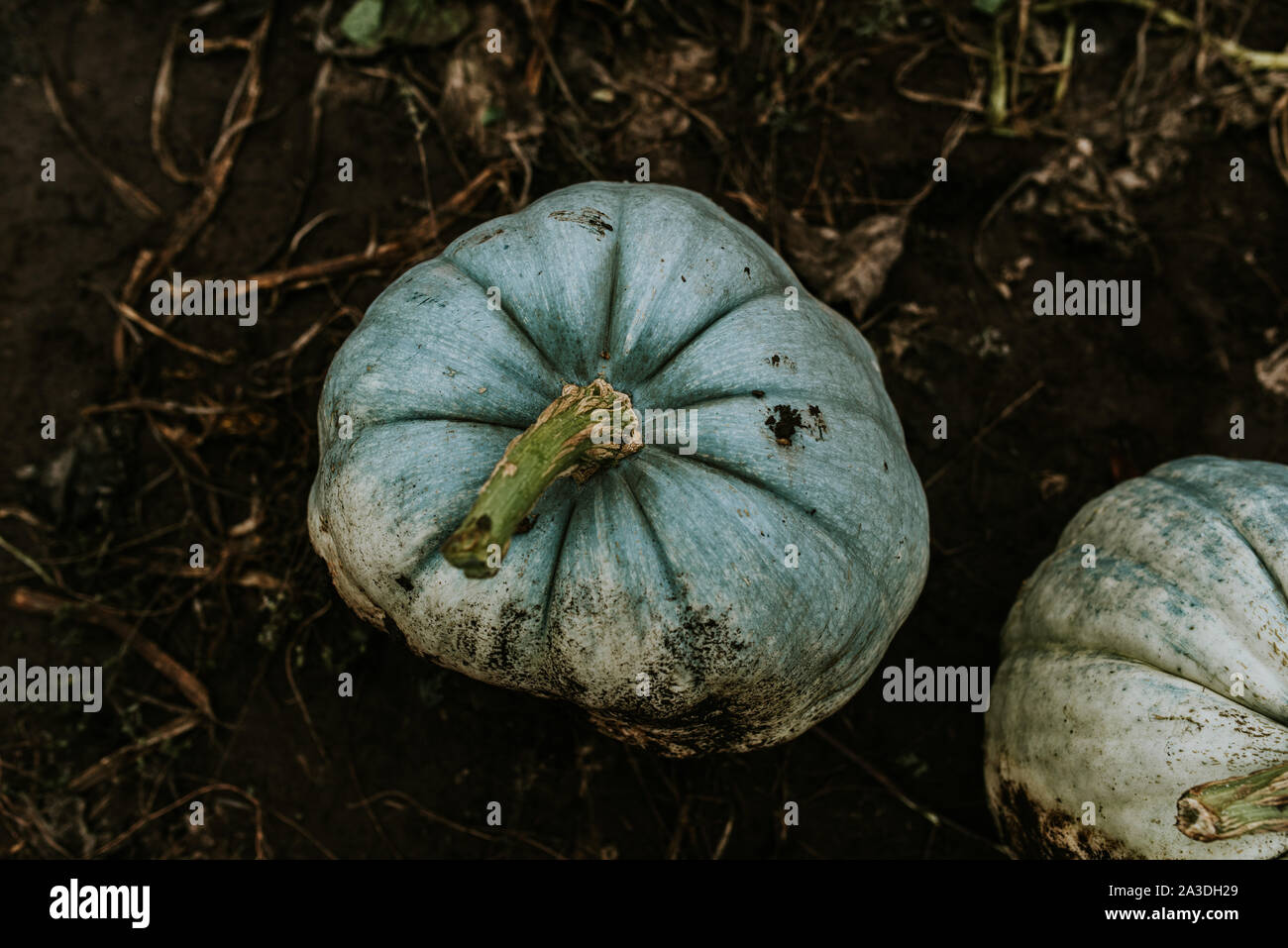 Top view of a unique colourful pumpkin in a soil on a farm Stock Photo ...