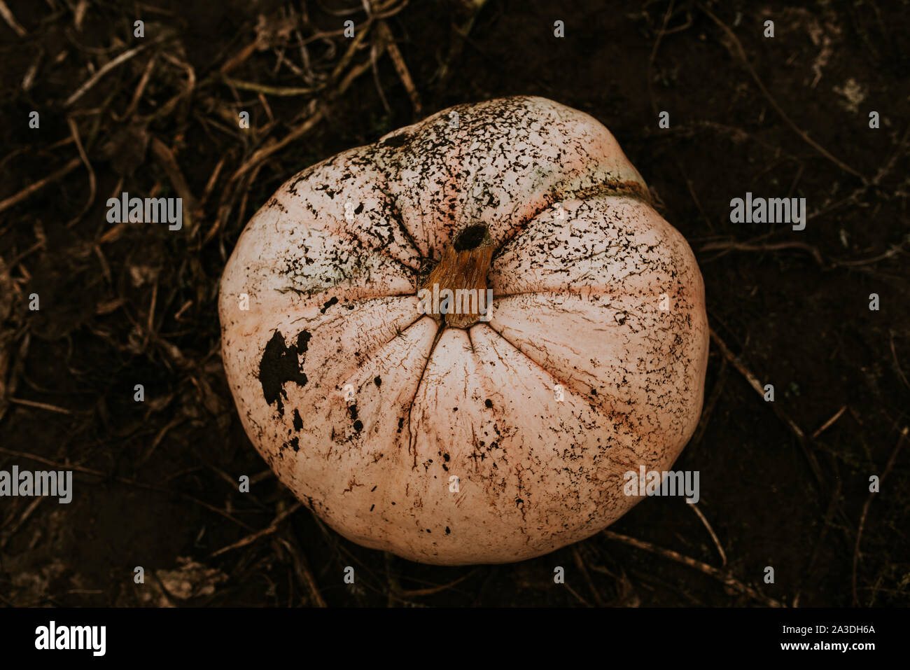 Top view of a unique colourful pumpkin in a soil on a farm Stock Photo ...