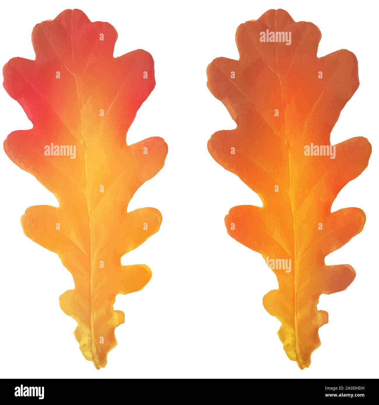 White oak tree Stock Vector Images - Alamy