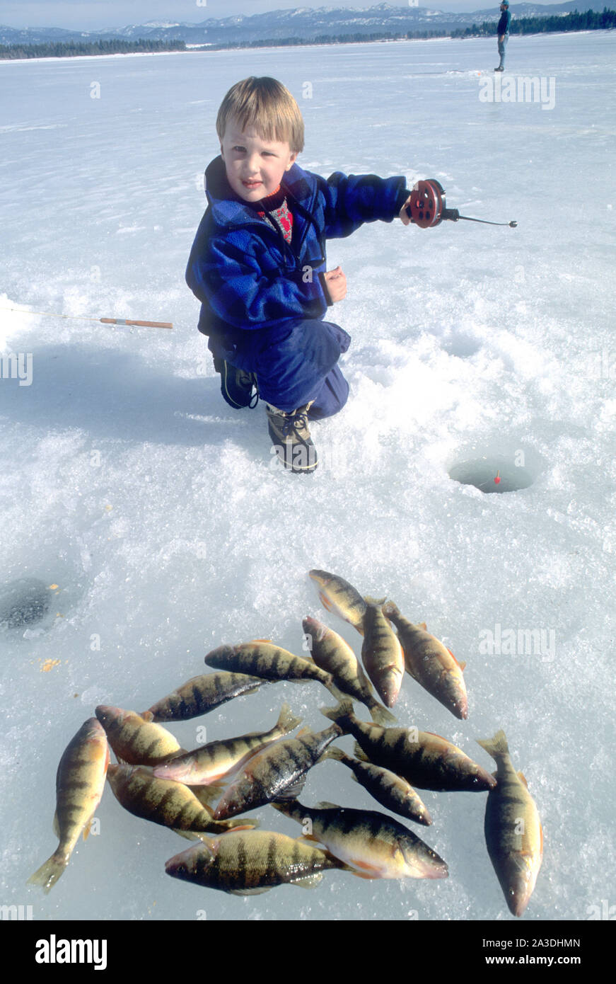 Young boy ice fishing with yellow perch that he caught on Cascade Reservoir, Idaho  (MR) Stock Photo