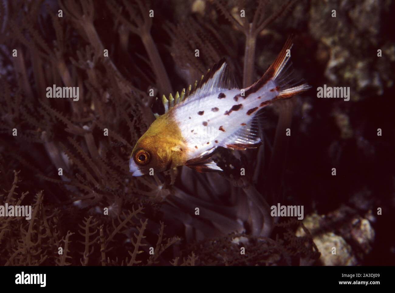 Juvenile Lyretail hogfish, Bodianus anthioides Stock Photo