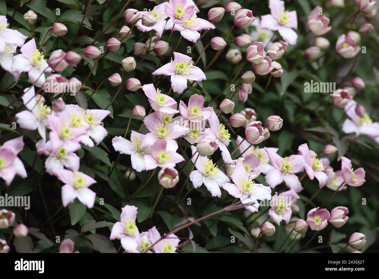 mass of open flowers of Clematis Montana Wilsonii Stock Photo