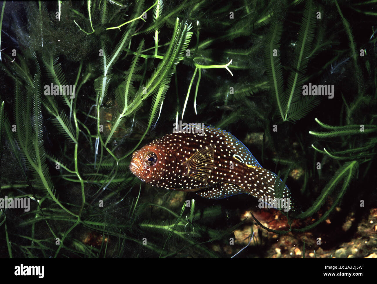 Comet fish, Calloplesiops altivelis Stock Photo