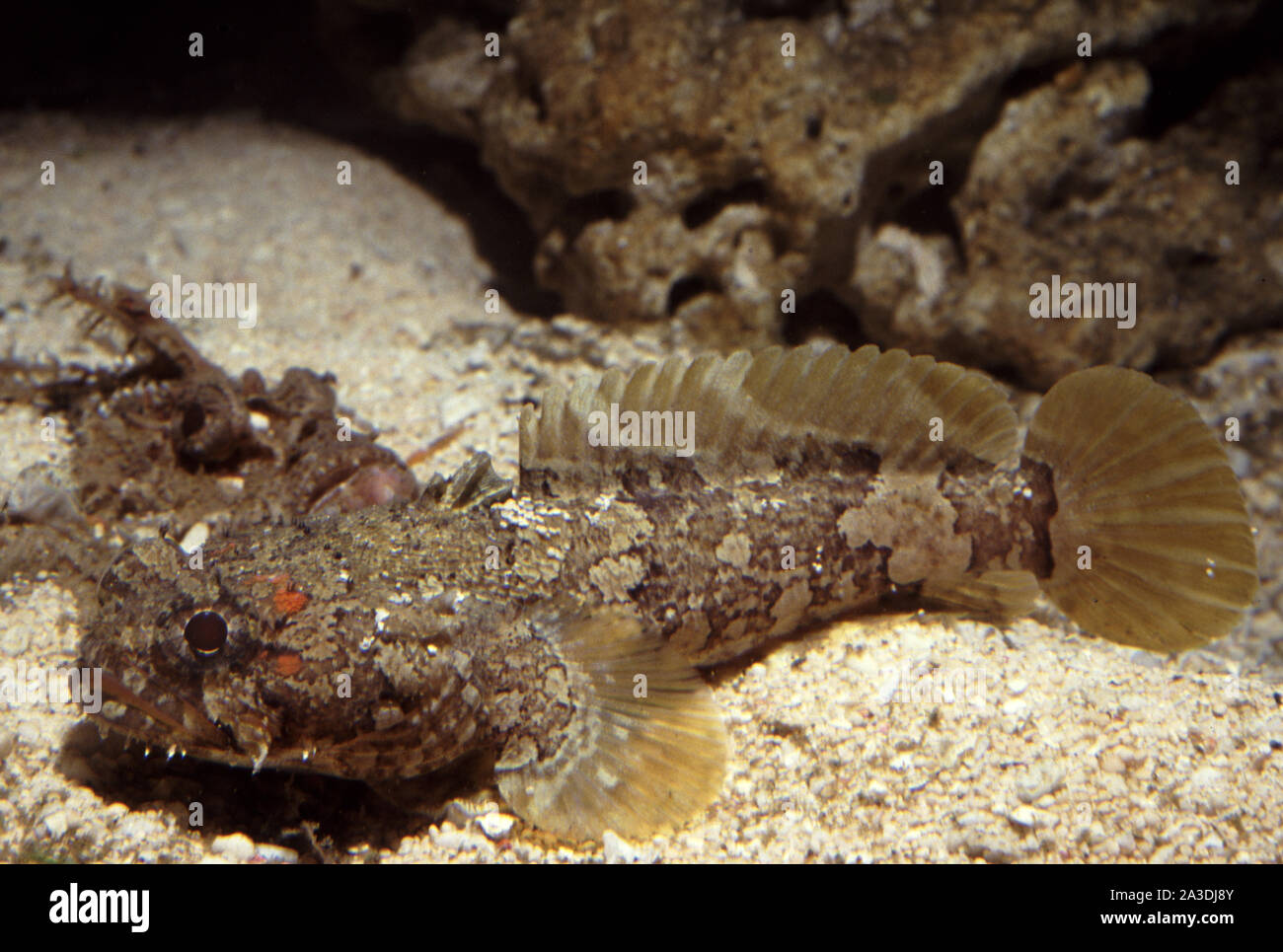 Banded toadfish, Halophryne diemensis Stock Photo Alamy