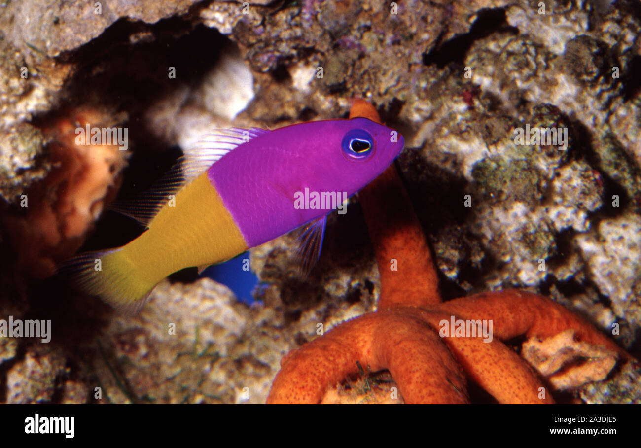 Royal dottyback, Pseudochromis paccagnellae Stock Photo
