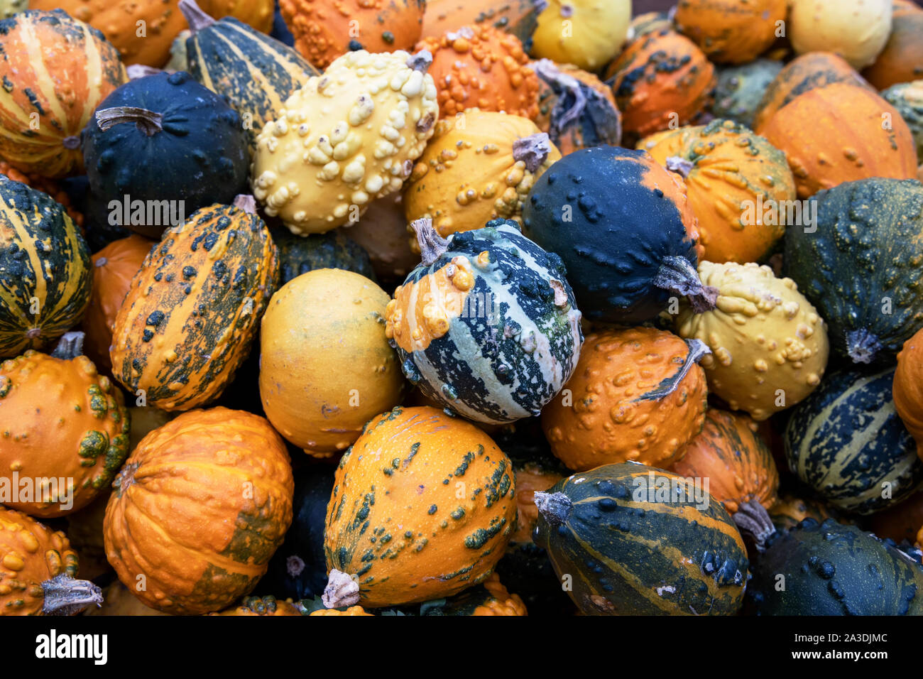 Halloween autumn background with many mini decoration pumpkin. Stock Photo