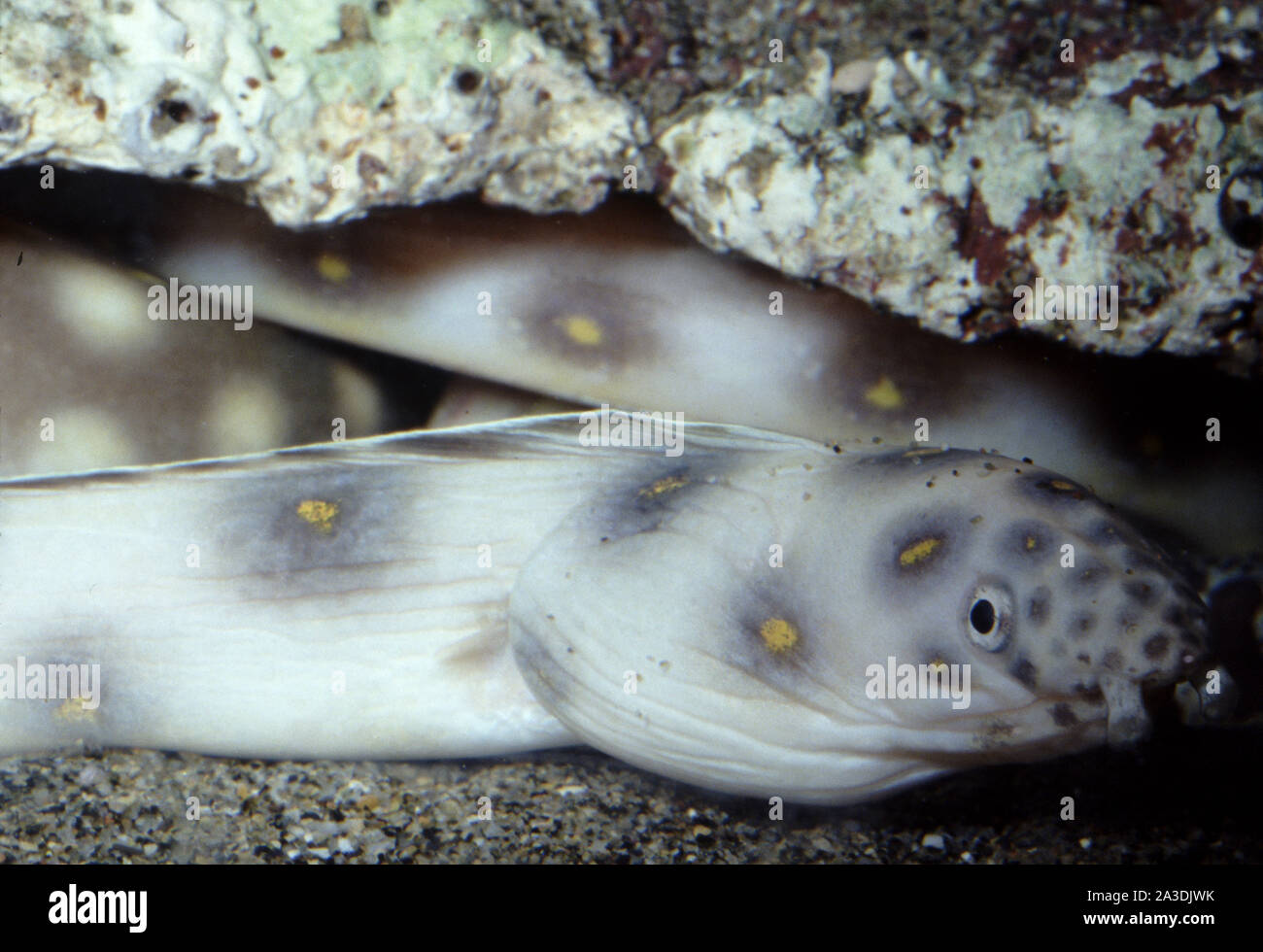 Snake eel, Myrichthys oculatus Stock Photo