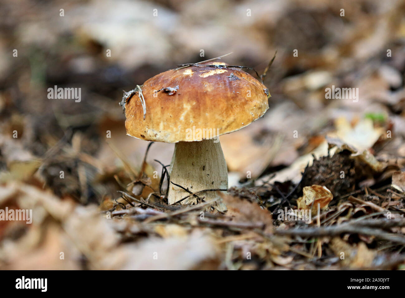 mushroom in forest Stock Photo