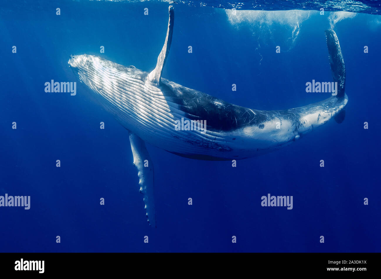 humpback whale, Megaptera novaeangliae, Kingdom of Tonga, South Pacific Ocean Stock Photo