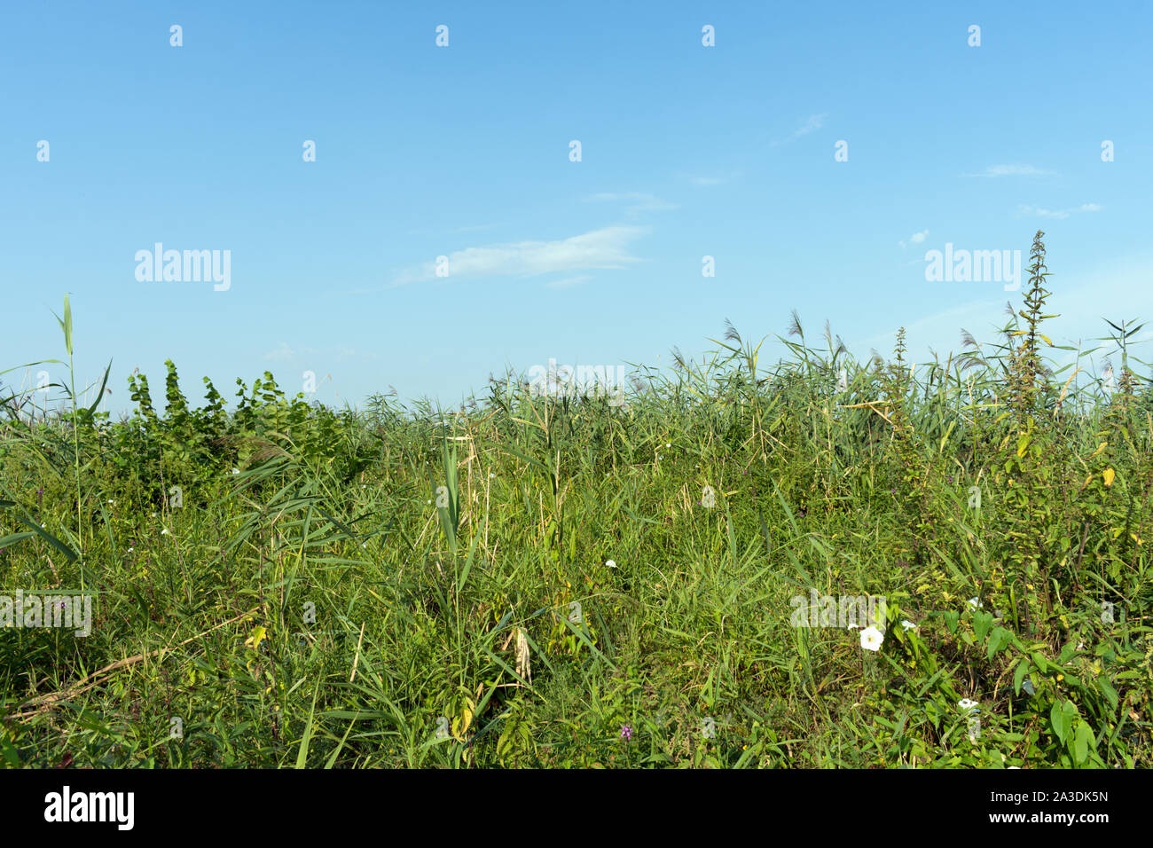 Meadow in the Wetlands of Westhavelland, Havelaue, Brandenburg, Germany Stock Photo