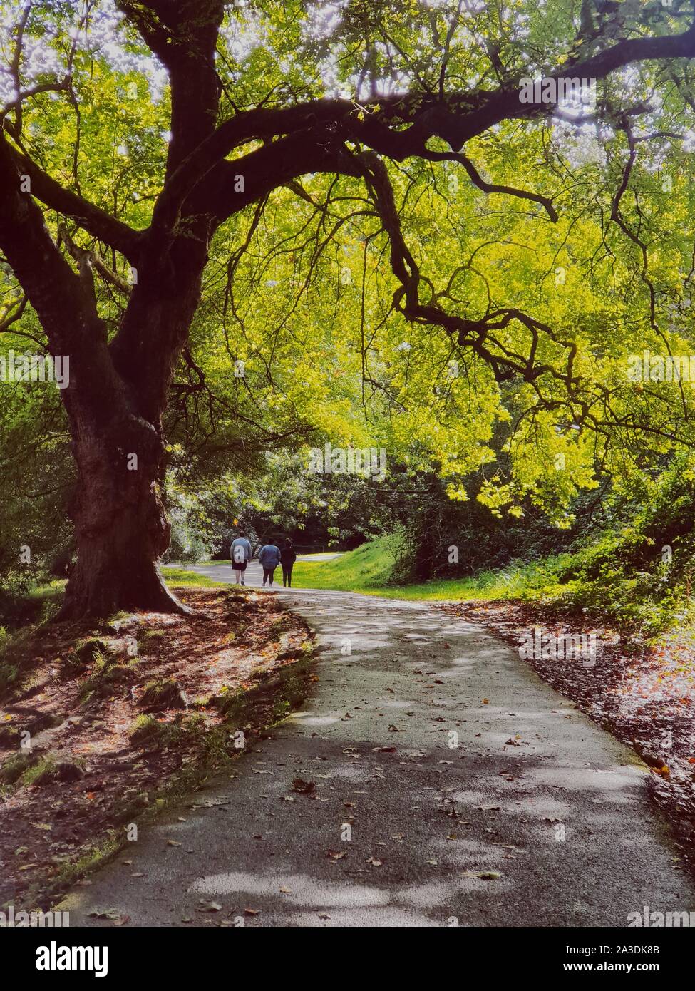pathway through woodland/park it’s enjoying a stroll Stock Photo Alamy