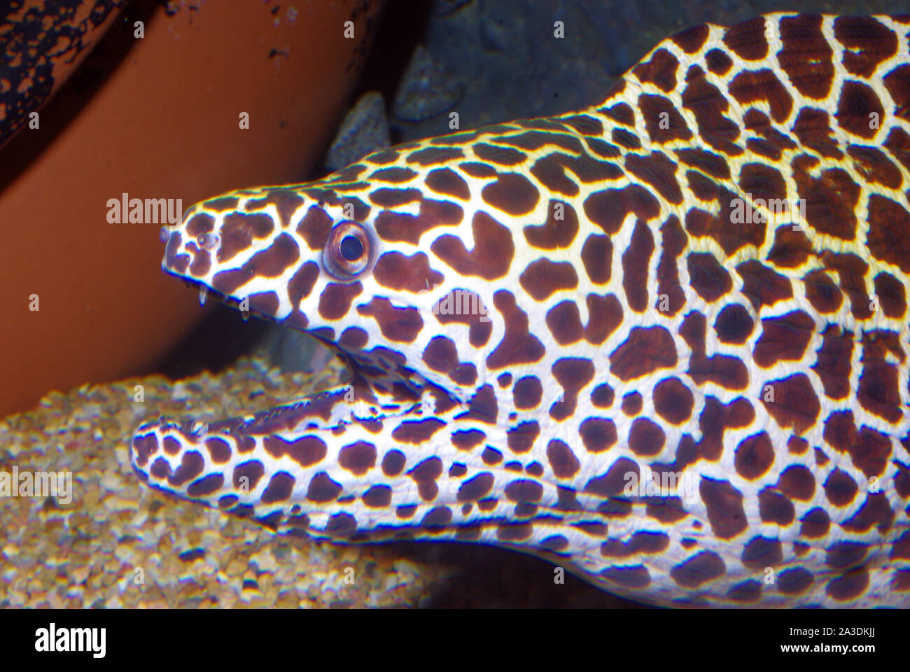 Honeycomb moray eel, Gymnothorax favagineus Stock Photo