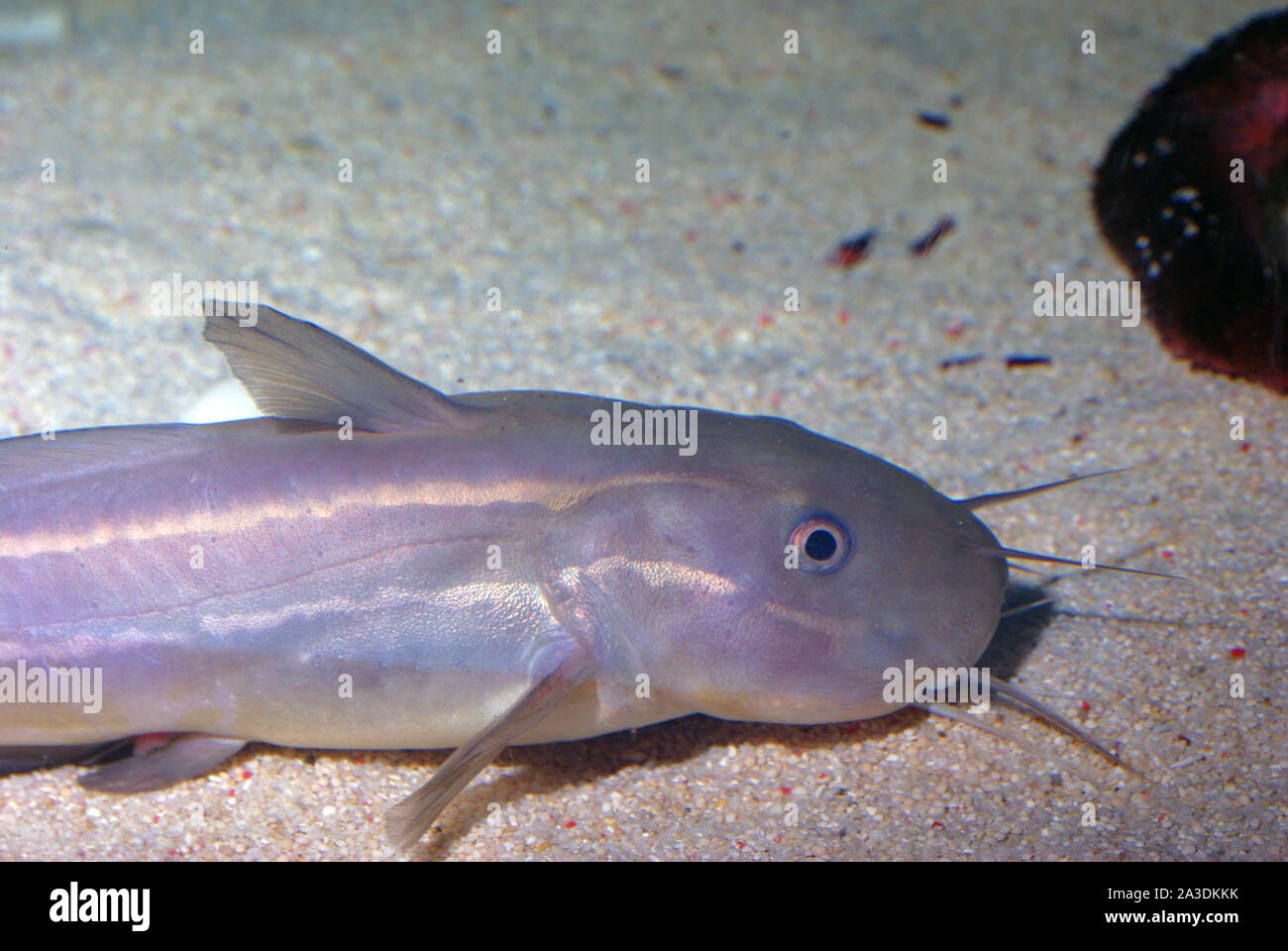 Adult Striped eel catfish, Plotosus lineatus Stock Photo