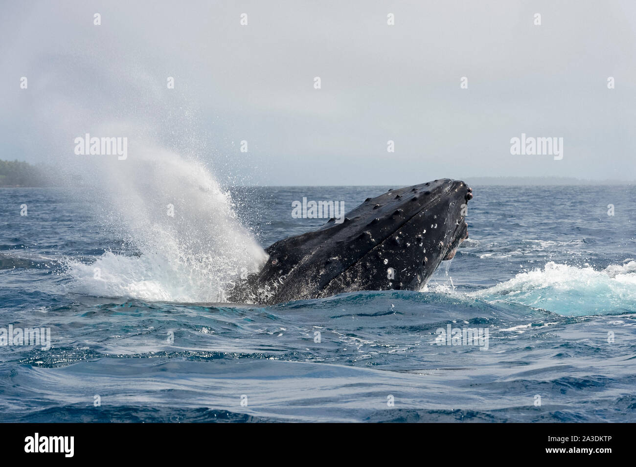 humpback whale, Megaptera novaeangliae, lunging, Kingdom of Tonga, South Pacific Ocean Stock Photo
