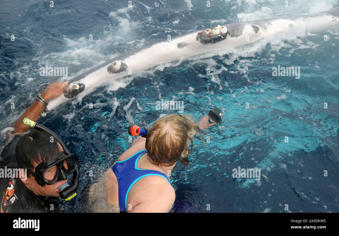 Snorkeler and humpback whale hi-res stock photography and images - Alamy