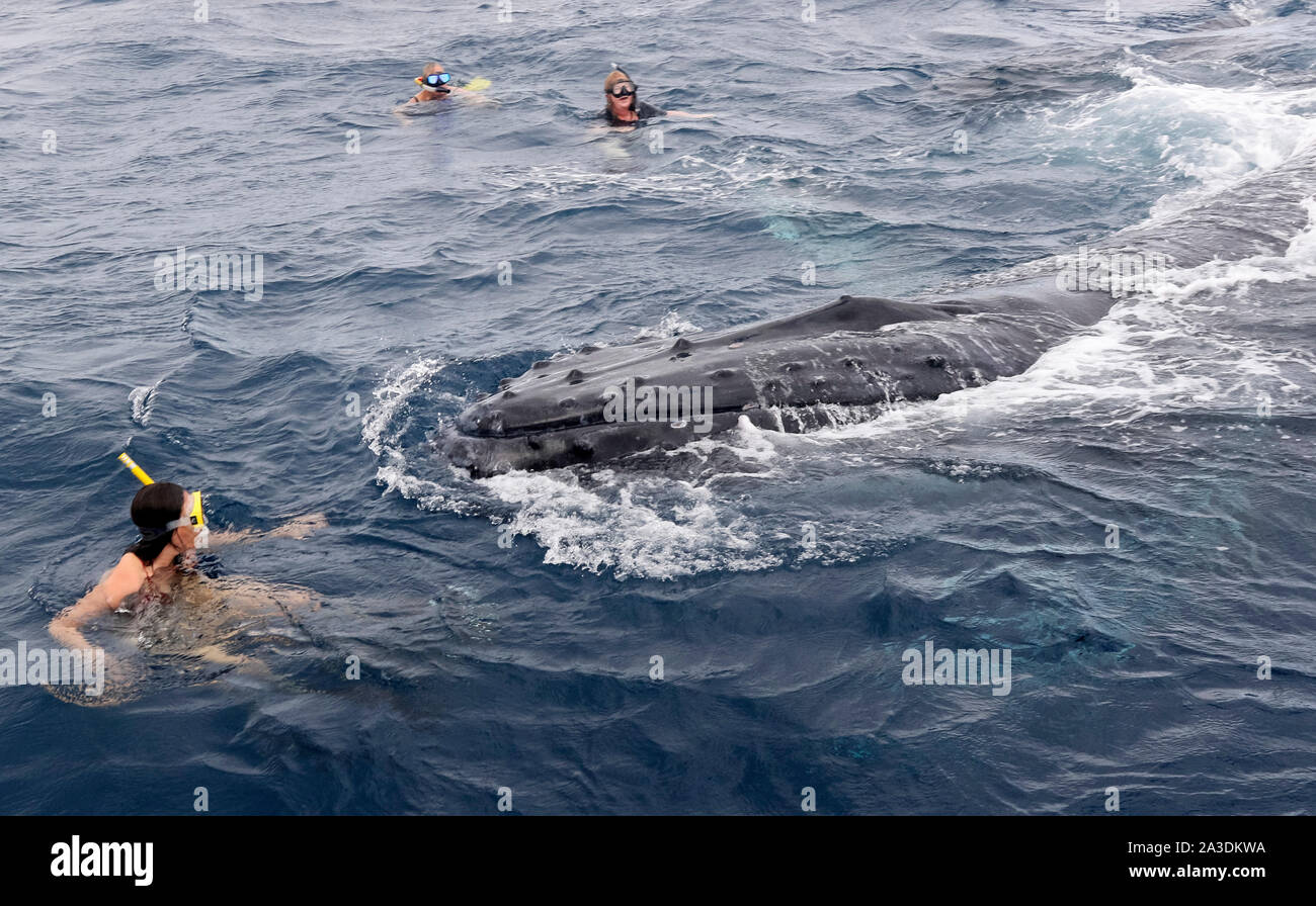 Snorkeler and humpback whale hi-res stock photography and images - Alamy