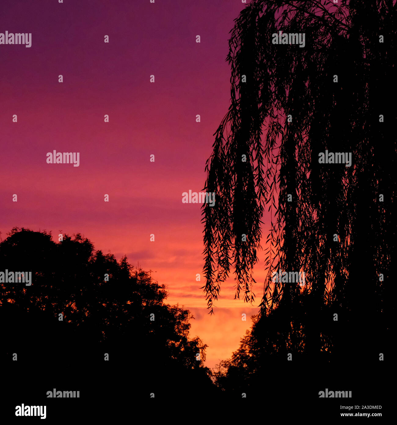 England, West Sussex. Branches of Weeping Willow tree silhouetted against a colourful autumnal sky at sunrise Stock Photo