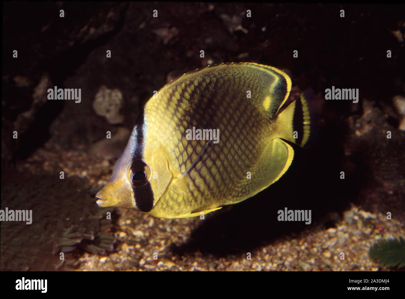 Latticed or Raffles's butterflyfish, Chaetodon rafflesi Stock Photo