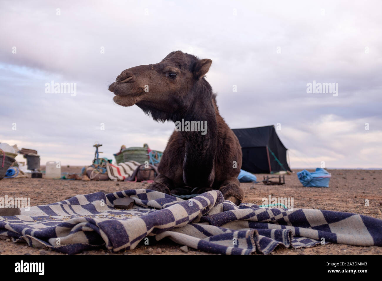Dromedary layed on ground looking at camera with carring bags in the foreground Stock Photo