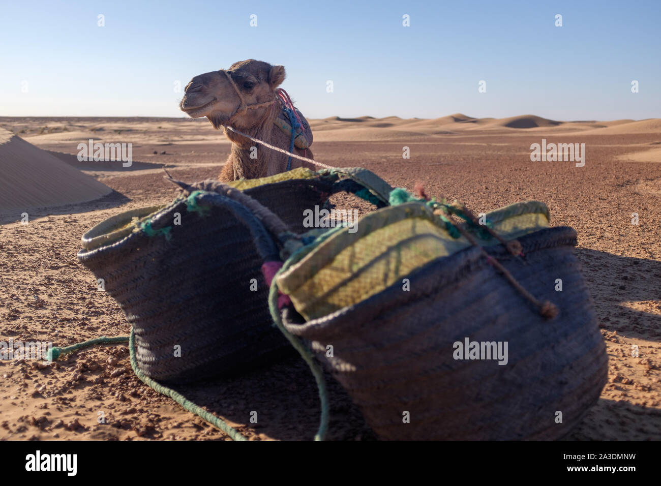 Dromedary layed on ground looking at camera with carring bags in the foreground Stock Photo