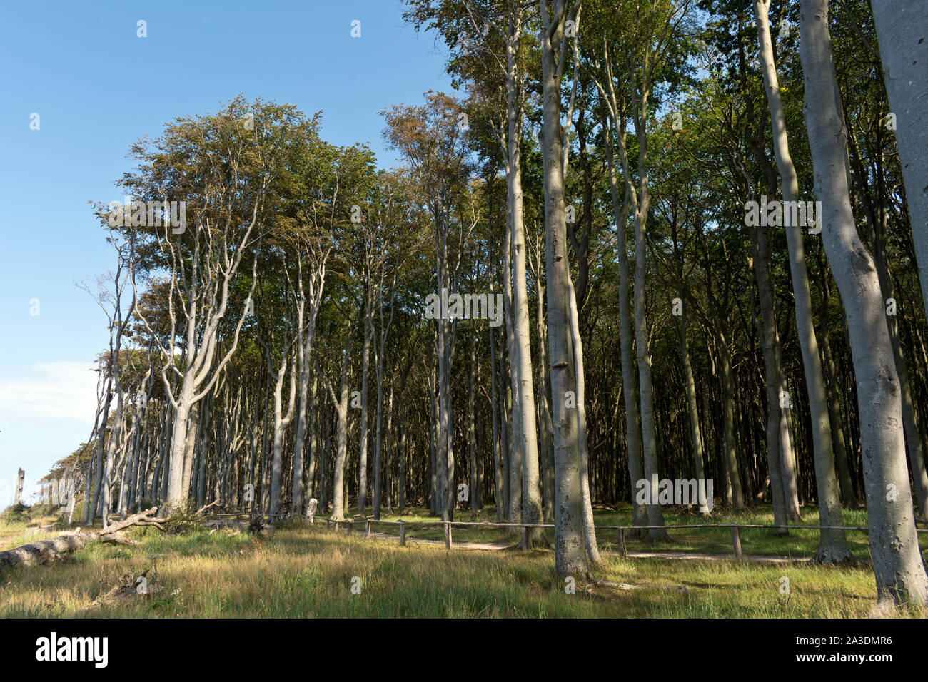 Dense Ghost Wood (Gespensterwald) at Nienhagen Beach, Mecklenburg-Vorpommern, Baltic Sea, Germany Stock Photo