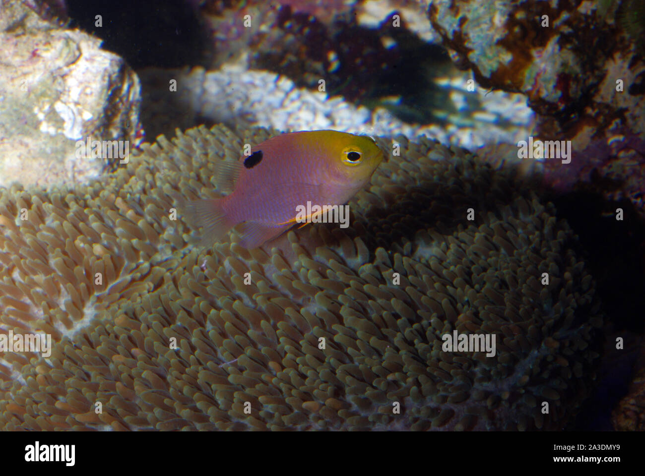 Juvenile threespot damselfish, Stegastes planifrons Stock Photo