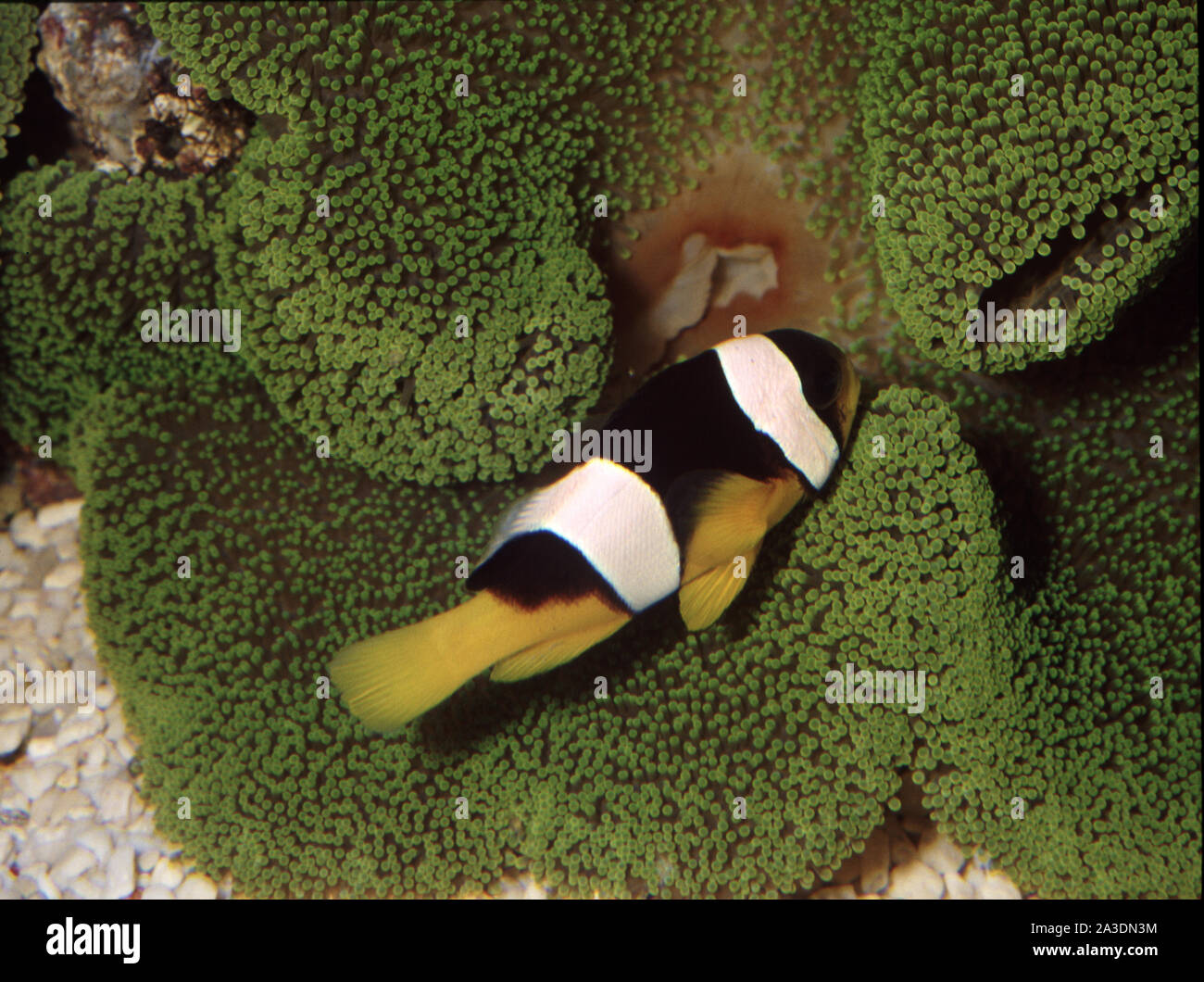 Sebae anemonefish or clownfish (Amphiprion sebae) symbiotic with giant carpet anemone (Stichodactyla haddoni) Stock Photo