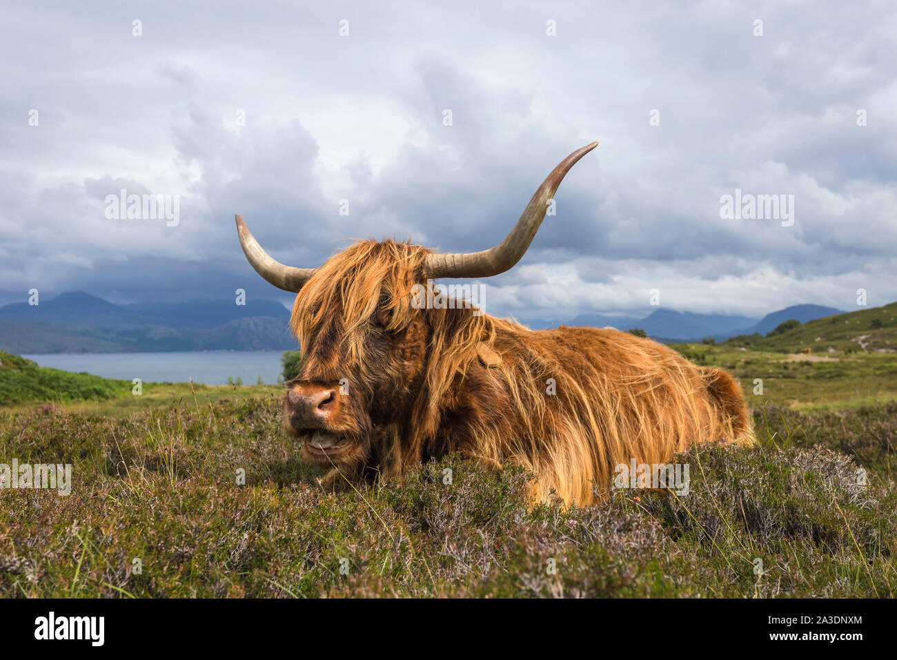 A Scottish Highland Cow covered landscape in the highlands of Scotland Stock Photo