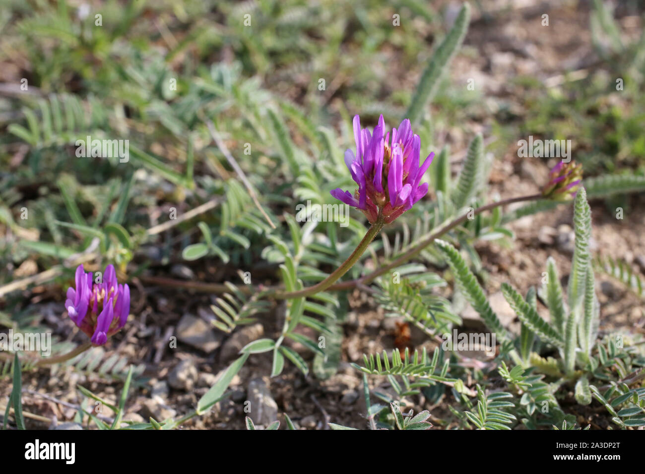 Astragalus onobrychis Stock Photo