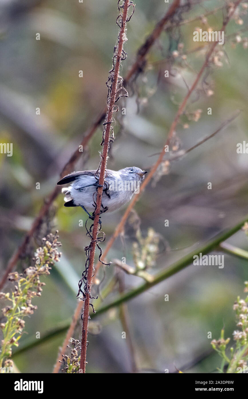 Small Blue Gray Gnatcatcher bird perched on a thin branch and preparing to move to the next tree with an open beak. Stock Photo