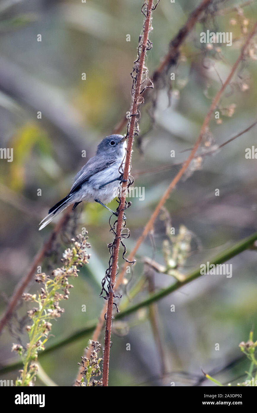 Small Blue Gray Gnatcatcher bird perched on a thin stalk while eating the seeds while foraging in the morning. Stock Photo