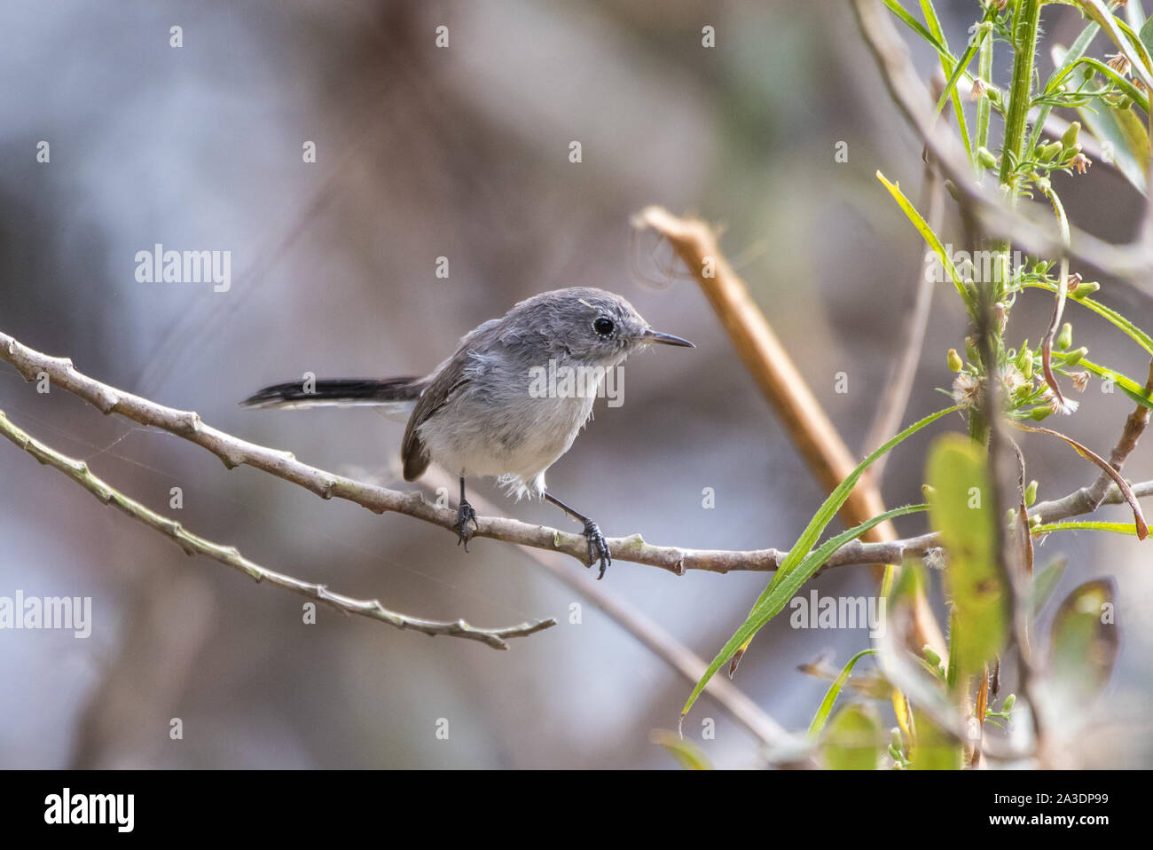 Small Blue Gray Gnatcatcher bird perched on a thin branch and preparing to move to the next tree to the right. Stock Photo