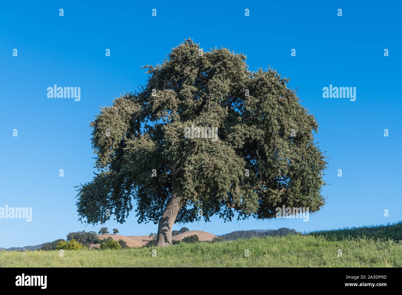 Coastal live oak tree in a field in the Santa Ynez Valley of central California Stock Photo