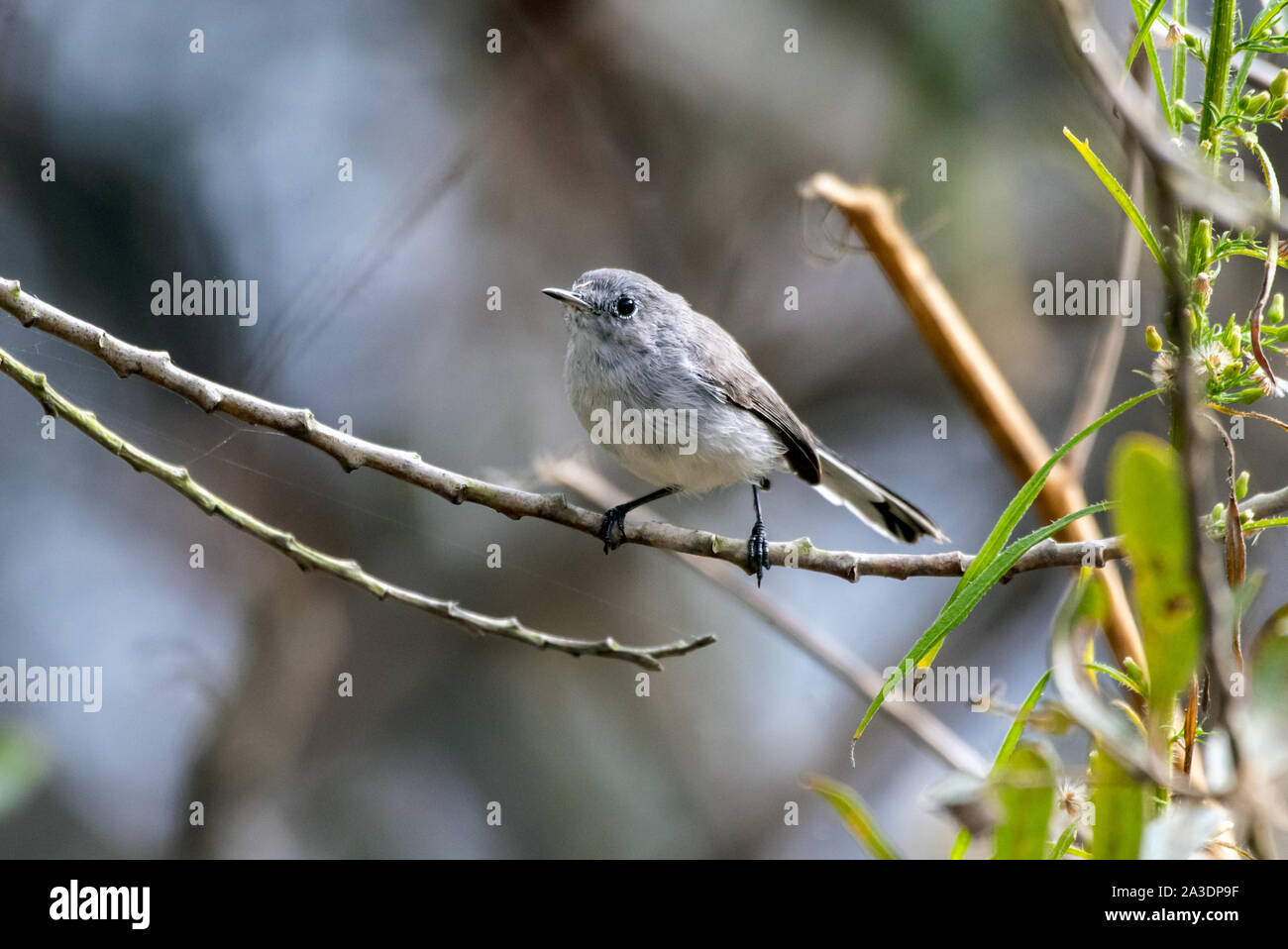 Small Blue Gray Gnatcatcher bird perched on a thin branch and preparing to move to the next tree to forage. Stock Photo