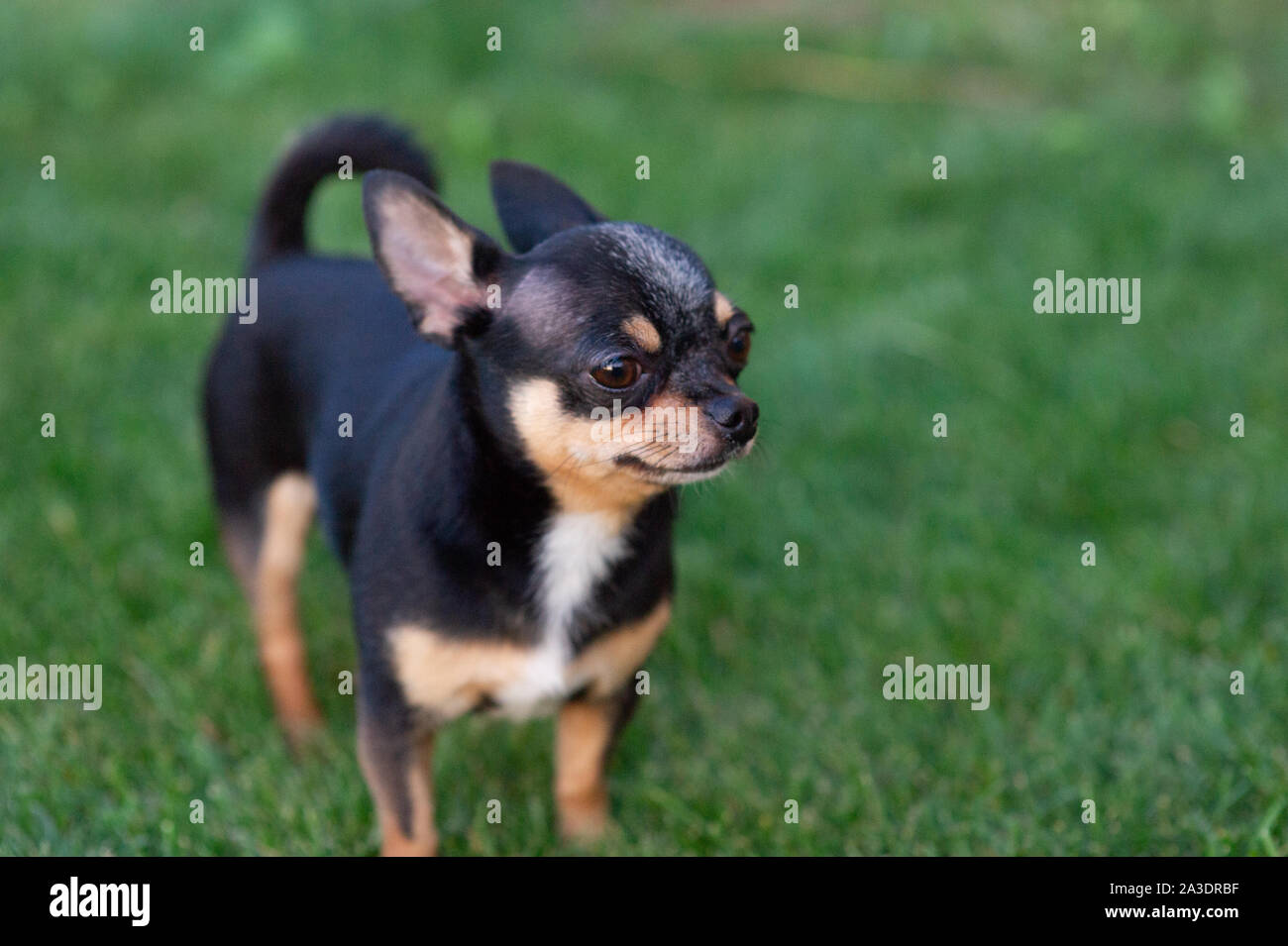 A Black And Tan Purebred Chihuahua Dog Puppy Standing In Grass
