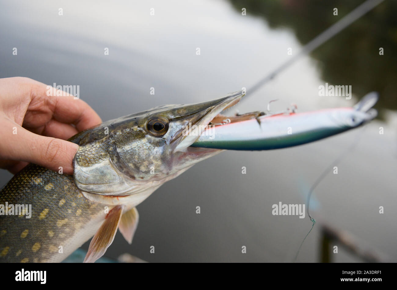 Fisherman holding northern pike hi-res stock photography and