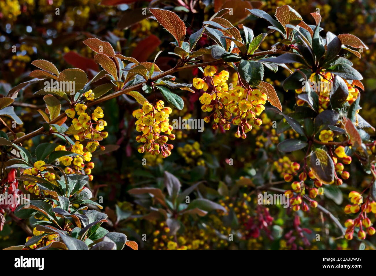 View of Berberis, highly branched, with broad leaves prickly bush and yellow brown aromatic blossom  in  the  garden, Sofia, Bulgaria Stock Photo