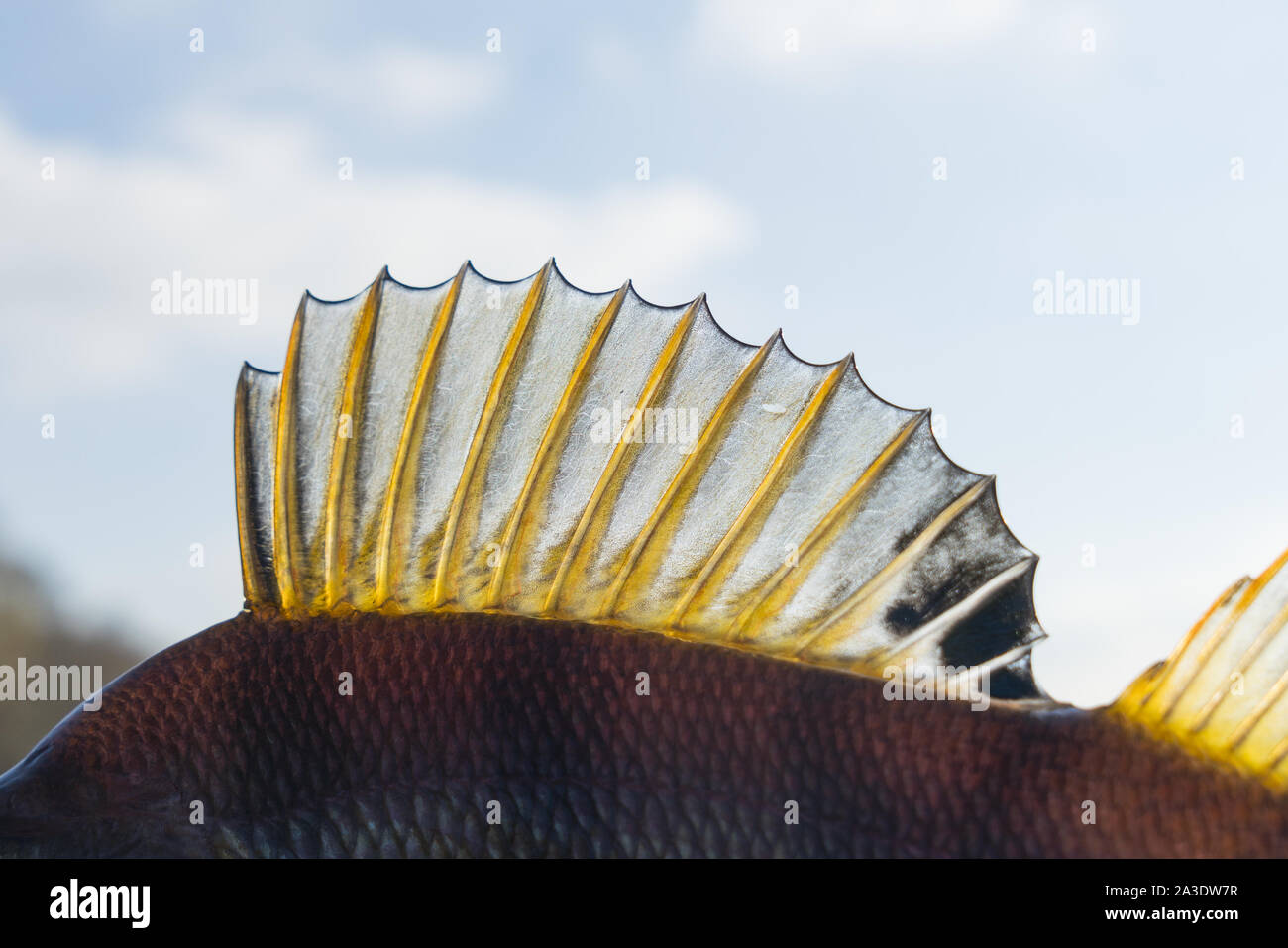 Dorsal fin of a perch, back light Stock Photo